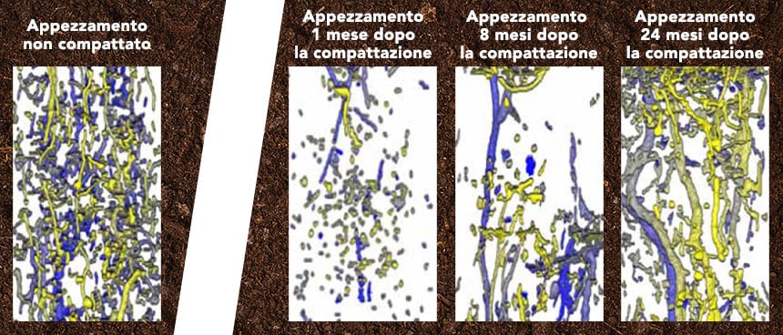 Rappresentazione della ricolonizzazione naturale da parte dei lombrichi dopo una compattazione del terreno