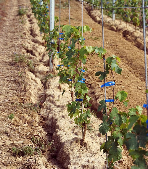Erosione delle vigne causata dal ruscellamento