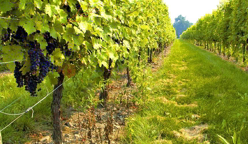 Pneumatici specifici per vigneti preservano il suolo e la resa