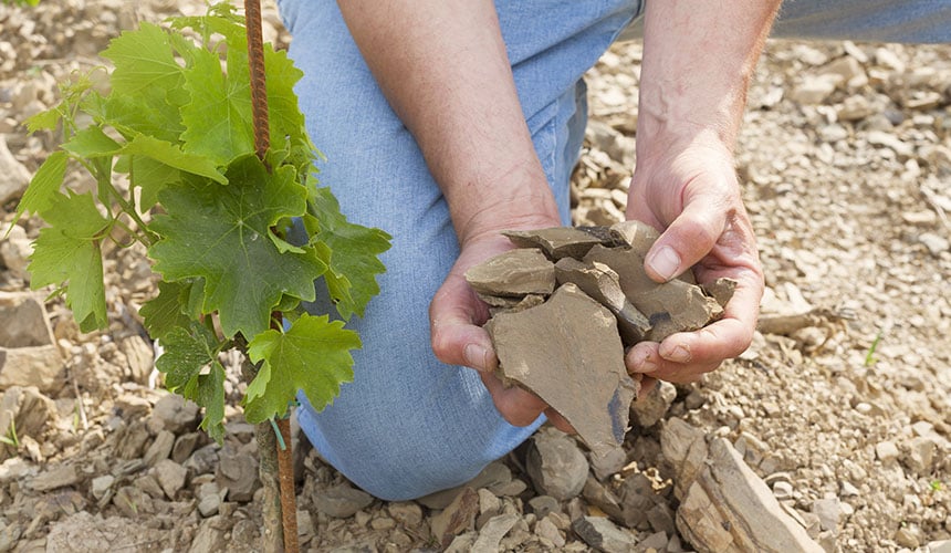 Terreni viticoli ricchi di scisti, aggressivi per gli pneumatici standard da trattore