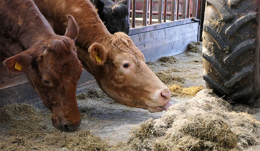 Impostazione di una pressione più elevata dei pneumatici agricoli per il terreno duro degli edifici adibiti all’allevamento