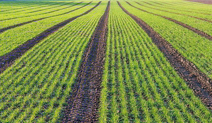 Perdite di resa dovute all’utilizzo di pneumatici agricoli convenzionali